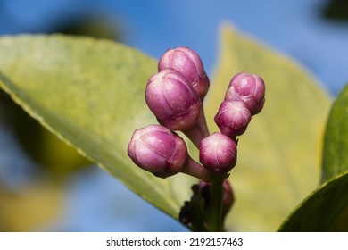 Lemon Tree (Citrus Limon) Blooming During Spring.