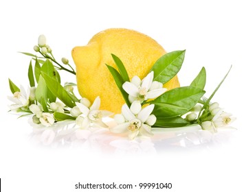 44,424 Lemon Blossoms Images, Stock Photos & Vectors | Shutterstock