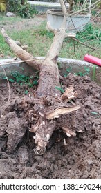 Lemon Tree, Foot And Root Rot Which Fungus Is Causing The Problem 