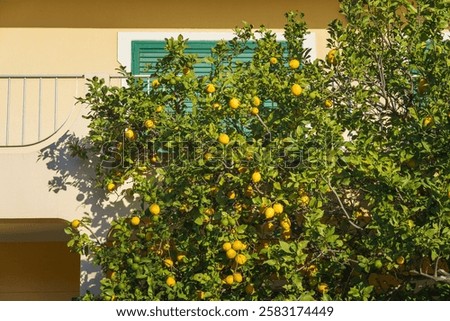 Lemon tree full of ripe and unripe fruit grows against a sunlit Mediterranean-style house.