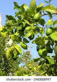 Lemon tree with green lemons       - Shutterstock ID 1960008997
