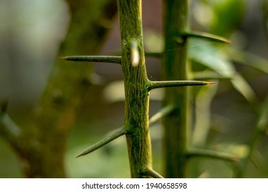 Lemon Tree Growing In Many Sharp Thorns That Make The Natural Danger Zone