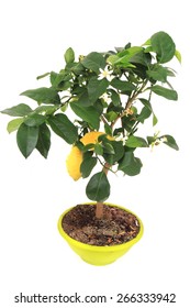 Lemon Tree Isolated On The White Background