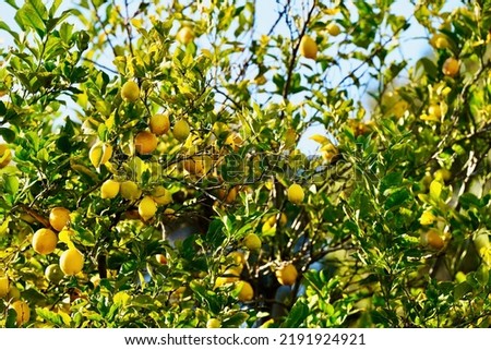 Lemon tree also known as Eureka, Lisbon and Meyer. Spring and summer tree. Acidic yellow fruit in the garden.