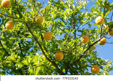 Lemon Tree Laden With Fruit Against A Blue Sky In Perth, Western Australia, Full Sunshine Ripens The Crop Ready For Picking For Juice, Jellies, Ice Cream, Lemon Drizzle Cake, Lemonade, & Drink Slices.