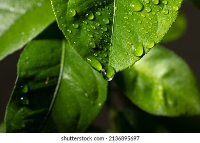 Lemon tree leaves. Water drops on lemon leaf. Flowing raindrops - Powered by Shutterstock