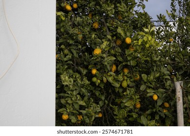 Lemon tree, tree with lemons in private backyard, yellow lemons grow in portugal