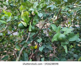 Lemon Tree In My Backyard