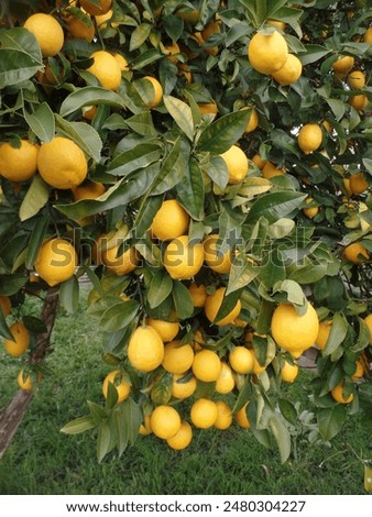 Lemon tree on the backyard in Australia