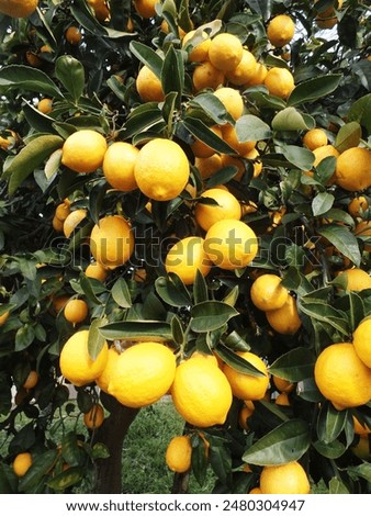 Lemon tree on the backyard in Australia