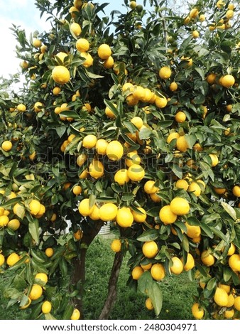 Lemon tree on the backyard in Australia