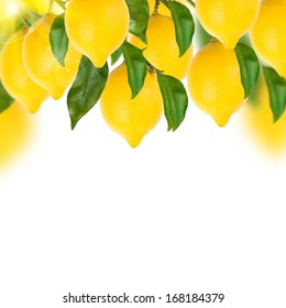 Lemon Tree On A White Background