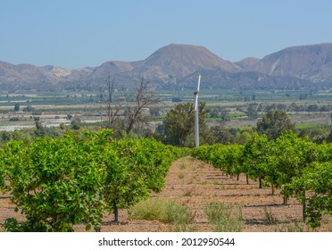 Lemon Tree Orchards In The Santa Clara River Valley, Fillmore, Ventura County, California