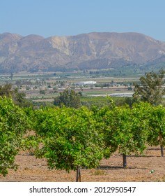 Lemon Tree Orchards In The Santa Clara River Valley, Fillmore, Ventura County, California