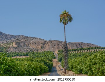 Lemon Tree Orchards In The Santa Clara River Valley, Fillmore, Ventura County, California