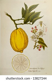 Lemon Tree. Reproduction Of Vintage Botanical Book