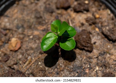 Lemon Tree Sprout In Pot Of Backyard Garden.