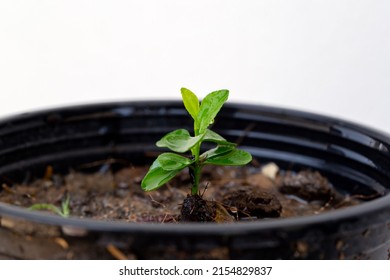 Lemon Tree Sprout In Pot Of Backyard Garden.