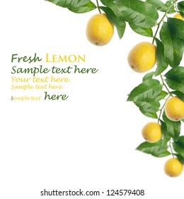 Lemon Tree With White Background