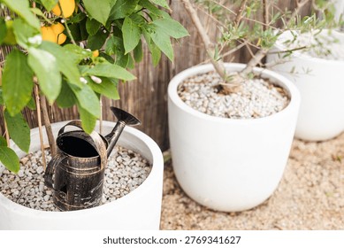 lemon tree in white pot with rustic copper watering can, featuring both flowers and ripe fruit, mediterranean style garden scene with natural light and home gardening concept