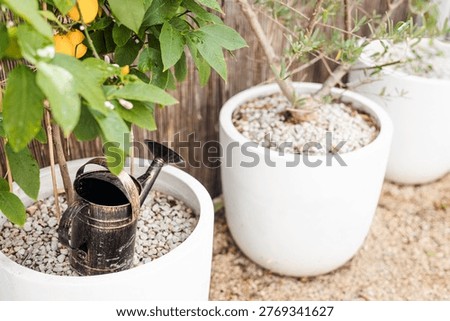 lemon tree in white pot with rustic copper watering can, featuring both flowers and ripe fruit, mediterranean style garden scene with natural light and home gardening concept