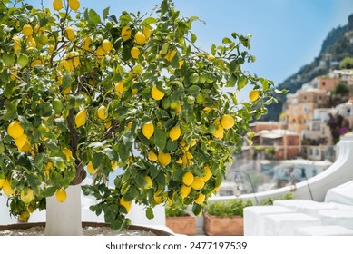 Lemon tree with yellow lemons in Positano ,Italy  - Powered by Shutterstock