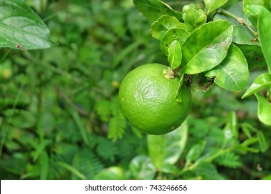 Lemon tree,Lime fruit in nature Outdoor - Shutterstock ID 743246656