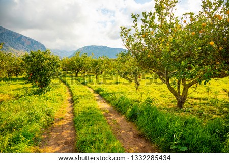 Lemon trees in a citrus grove in Sicily in Italy