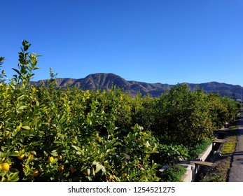 Lemon Trees In Murcia Spain