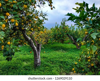 Lemon Trees In Murcia, Spain