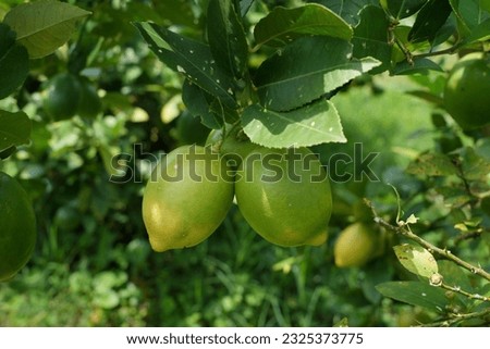 lemon is a type of orange whose fruit is usually used as a flavoring and refreshing in many world culinary arts.