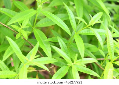 Lemon Verbena Herb Field