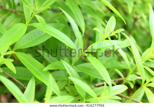 Lemon verbena herb\
field
