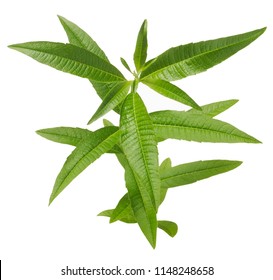 Verbena Leaf Images, Stock Photos & Vectors | Shutterstock