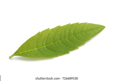 Lemon Verbena Leaf(beebrush) Isolated On White Background