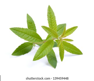 Lemon Verbena High Res Stock Images Shutterstock