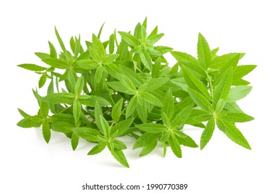 Lemon Verbena Plant Isolated On White Background