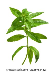 Lemon Verbena Plant Isolated On White Background