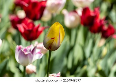 Lemon Yellow Tulip With A Swish Of Red.