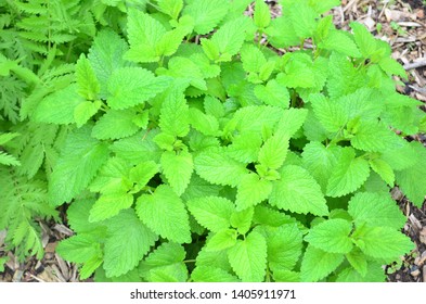 Lemonbalm Plant In A Garden