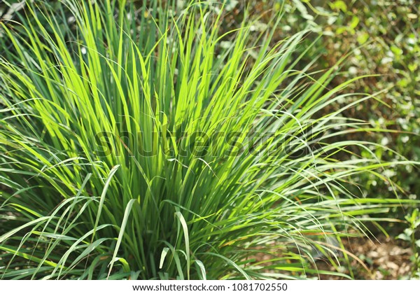 Lemongrass