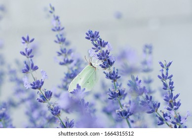 The Lemongrass Butterfly Sits On A Lavender Flower And Drinks Nectar On A Flower In A Field.