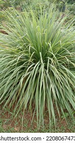 Lemongrass Is A Clump Of Medicinal Plants And Wild Vegetables