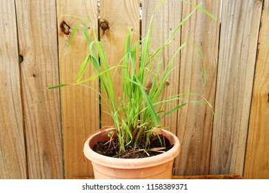 lemongrass Cymbopogon or citronella grass plant