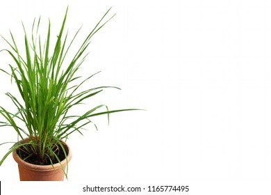 Lemongrass Cymbopogon Or Citronella Grass Plant