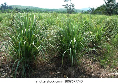 Lemongrass Field In Farm, Malaysia