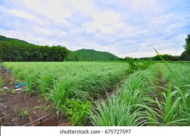 Lemongrass Field, Green Lemongrass Field To Havest, Farm In The Mountain With Nice Sky.