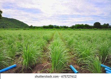 Lemongrass Field, Green Lemongrass Field To Havest, Farm In The Mountain With Nice Sky.