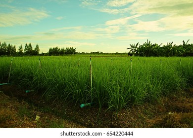 Lemongrass Field,Thailand