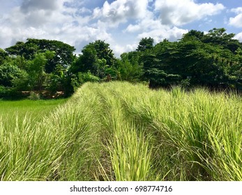 Lemongrass Garden